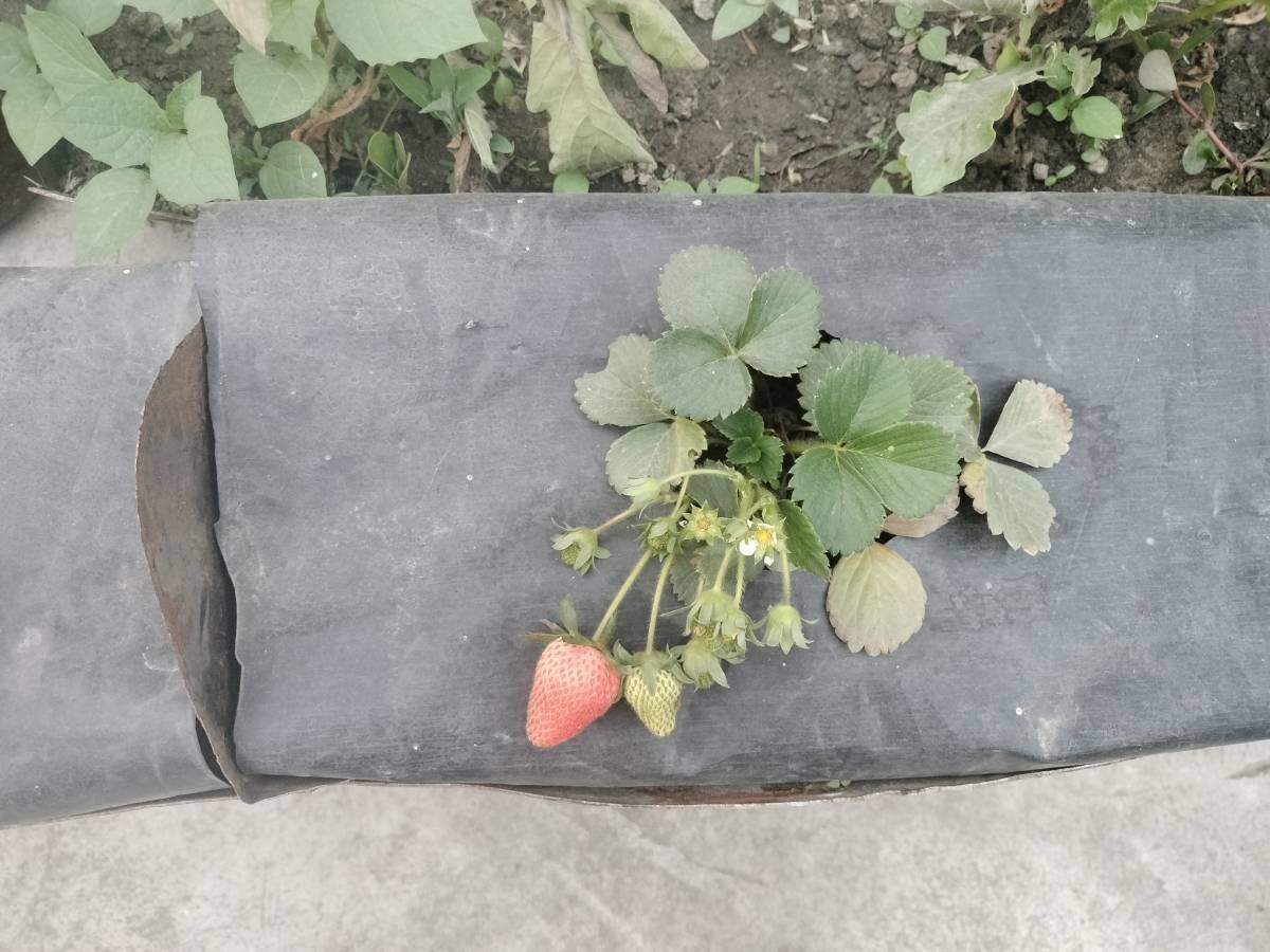 Dr. Ranjit Priyadarshi