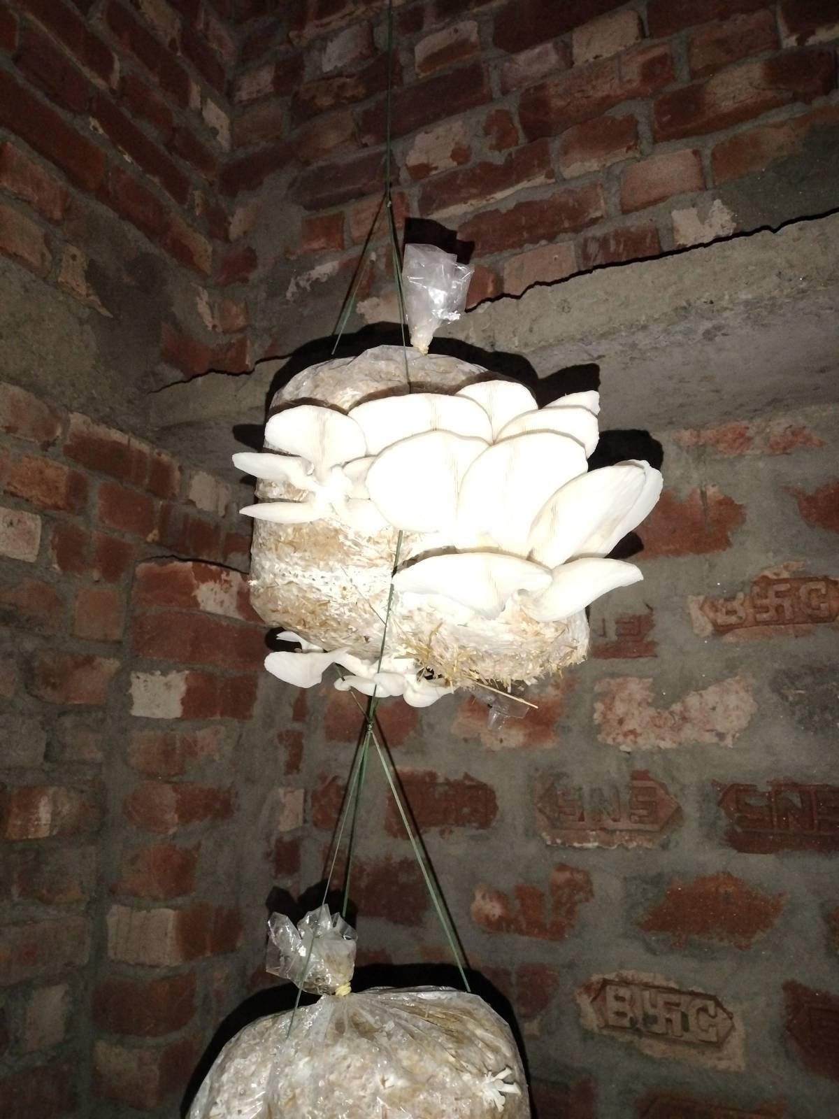 Dr. Ranjit Priyadarshi